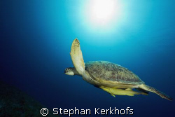 female green turtle (chelonia mydas) taken in Na'ama bay. by Stephan Kerkhofs 